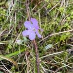 Hepatica nobilisŽiedas