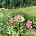 Astrantia major Flower