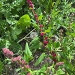 Chenopodium capitatum Fruit