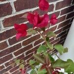 Bougainvillea glabraVirág