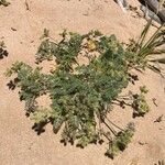 Pseudorlaya pumila ശീലം