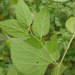 Celtis occidentalis Feuille