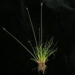 Carex bonatiana Hábitos