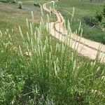 Reseda alba Habitus