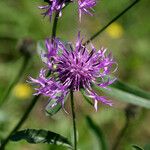 Centaurea scabiosaFlower