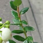 Gaultheria mucronata Φύλλο