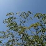 Conium maculatum Habit