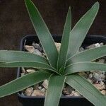 Albuca secunda Hoja