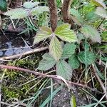 Rubus camptostachys Folha