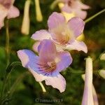 Penstemon linarioides Flor