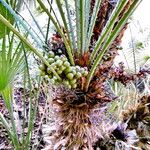 Chamaerops humilis Folha