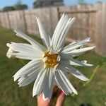 Cosmos bipinnatus Kwiat