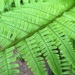 Dryopteris crassirhizoma List