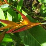 Heliconia psittacorum 花