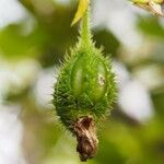 Dendrobium macrophyllum Fruit