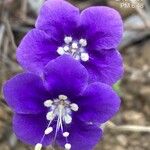 Phacelia parryi Floare