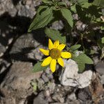 Heliopsis parvifolia Flower