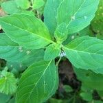 Mentha arvensis Blatt