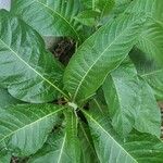 Acnistus arborescens Hoja