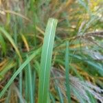 Miscanthus sinensis برگ