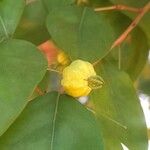 Eugenia uniflora Fruit