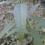 Veronicastrum virginicum Leaf