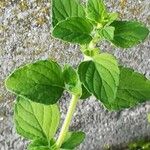 Clinopodium nepeta Blad