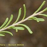 Iberis procumbens Foglia