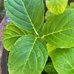 Hydrangea spp. Blad