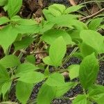 Cornus drummondii Blatt