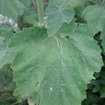 Althaea officinalis Folha