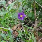 Solanum umbelliferum Λουλούδι