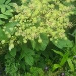 Aralia californicaFlors