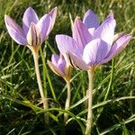 Crocus imperati Vekstform