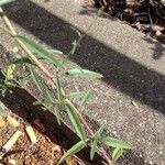 Epilobium brachycarpum Leaf