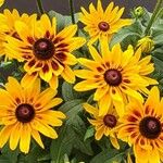 Rudbeckia hirta Virág