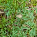 Tagetes multiflora Lehti