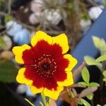 Coreopsis tinctoria Цветок