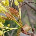 Acer platanoides Yaprak