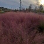 Muhlenbergia capillaris Levél