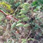 Bromus secalinus Fruchs