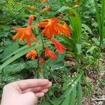 Crocosmia x crocosmiiflora Flor