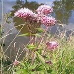 Eutrochium purpureum Flor