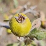 Pyrus elaeagrifolia 果実