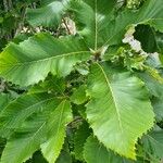 Quercus pontica Blatt