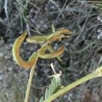 Astragalus hamosus Frucht