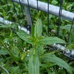 Veronica anagallis-aquatica Leaf