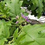 Solanum wrightii Blüte