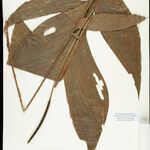Geonoma macrostachys Лист
