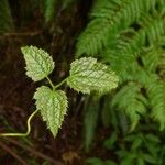 Clematis mauritiana Leaf